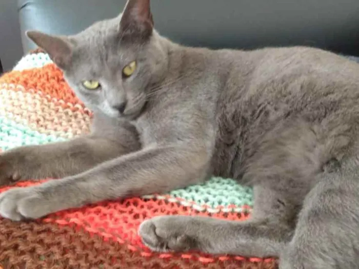Gato ra a Nd idade 1 ano nome Neblina