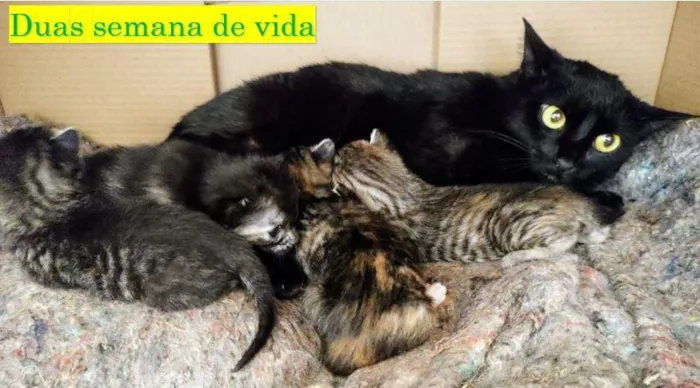 Gato raça SRD-ViraLata idade Abaixo de 2 meses nome Sem Nome