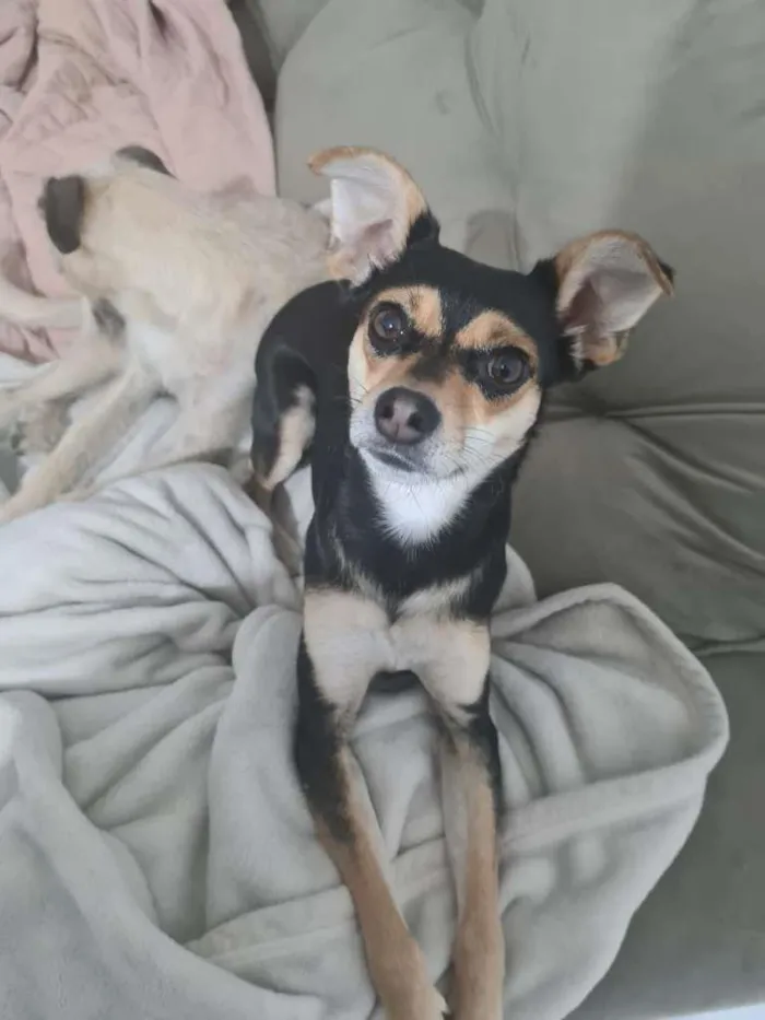 Cachorro ra a SRD-ViraLata idade 2 anos nome PITICA
