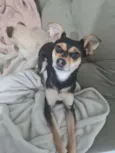 PITICA