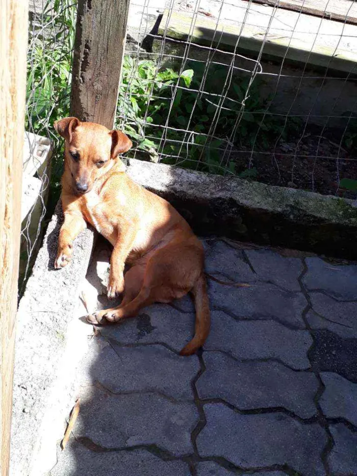 Cachorro ra a Sem raça definida idade 3 anos nome Kakau
