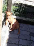 Kakau