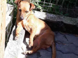 Cachorro raça Sem raça definida idade 3 anos nome Kakau