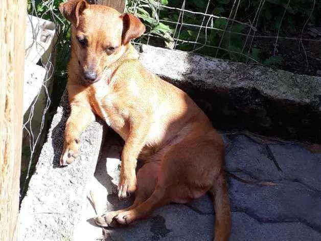 Cachorro ra a Sem raça definida idade 3 anos nome Kakau