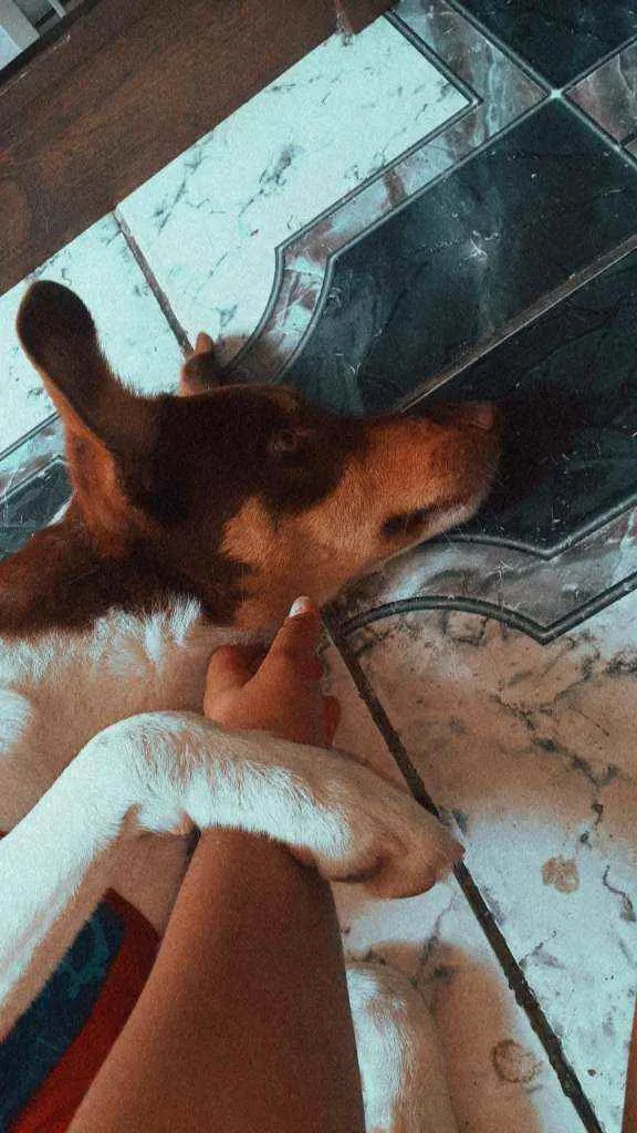 Cachorro ra a Viralata idade 1 ano nome Sol