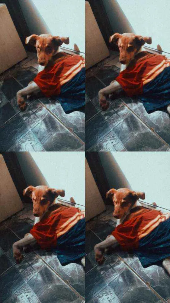 Cachorro ra a Viralata idade 1 ano nome Sol