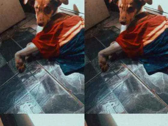 Cachorro ra a Viralata idade 1 ano nome Sol