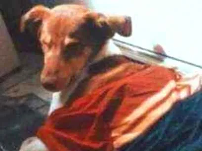 Cachorro ra a Viralata idade 1 ano nome Sol