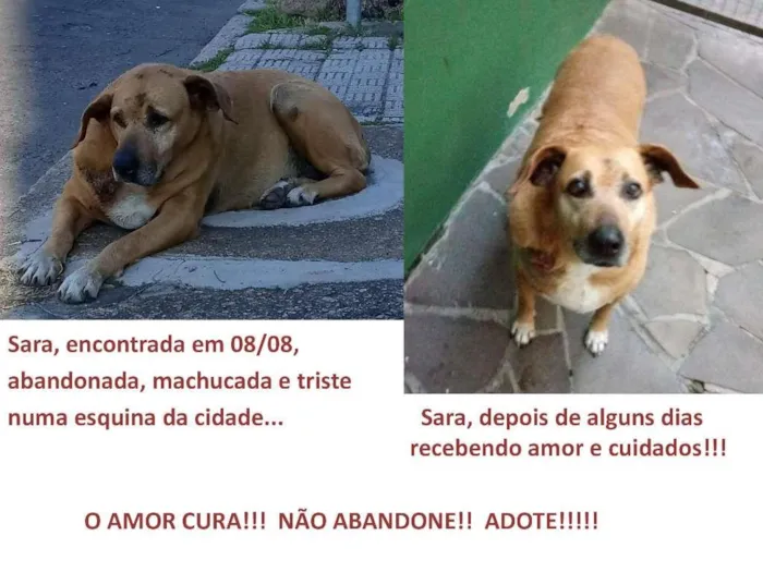 Cachorro ra a srd idade 6 ou mais anos nome Sara