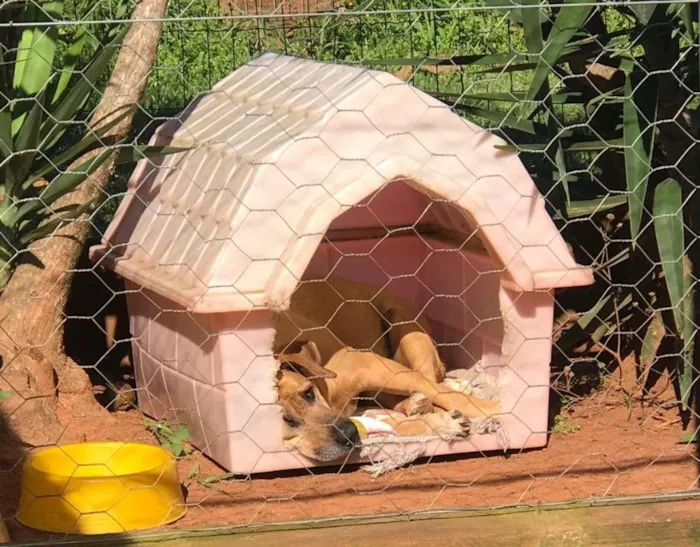 Cachorro ra a srd idade 6 ou mais anos nome Sara