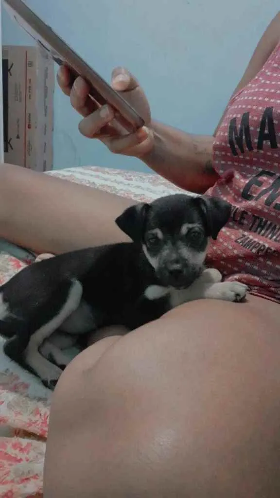 Cachorro ra a Pinsher/ vira lata idade 7 a 11 meses nome Malu 