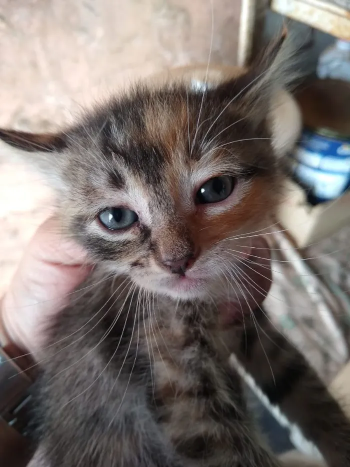 Gato ra a Sem raça definida idade 2 a 6 meses nome Não tem nome