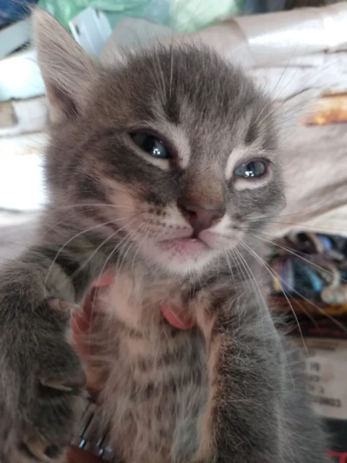 Gato ra a Sem raça definida idade 2 a 6 meses nome Não tem nome