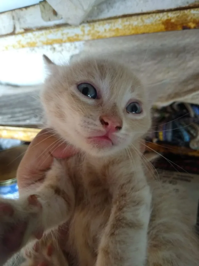 Gato ra a Sem raça definida idade 2 a 6 meses nome Não tem nome