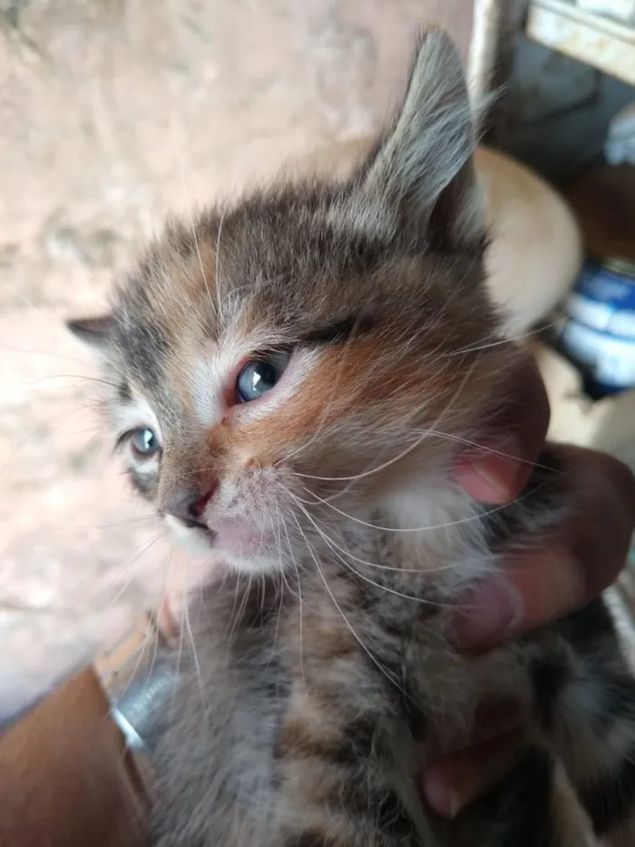 Gato ra a Sem raça definida idade 2 a 6 meses nome Não tem nome