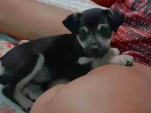 Cachorro raça Pinsher/ vira lata idade 7 a 11 meses nome Malu 