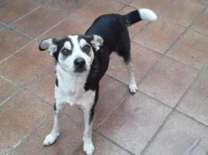 Cachorro raça Srd idade 2 anos nome Bob