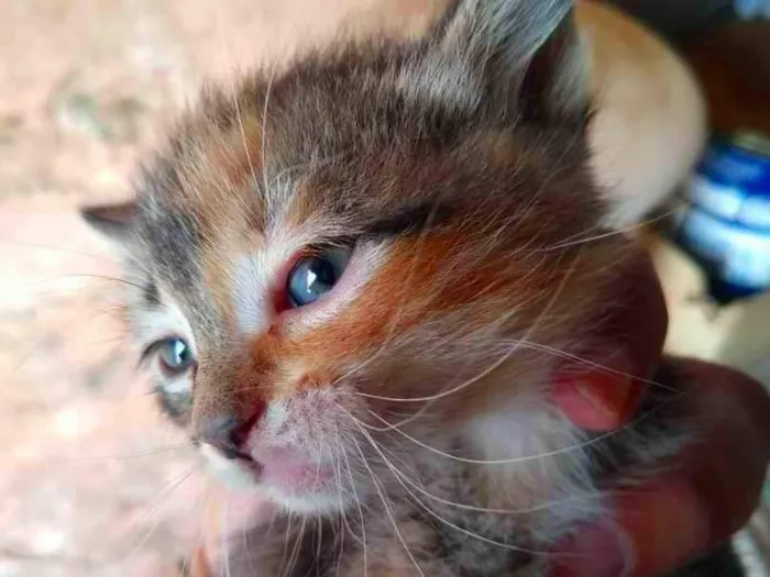 Gato ra a Sem raça definida idade 2 a 6 meses nome Não tem nome