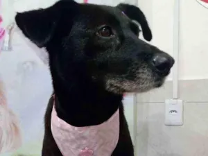 Cachorro raça SRD idade 2 anos nome Meg