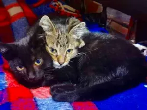 Gato raça SRD-ViraLata idade 2 a 6 meses nome Cheirosa&Fofinha