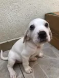 Cachorro raça SRD idade Abaixo de 2 meses nome Sem nome