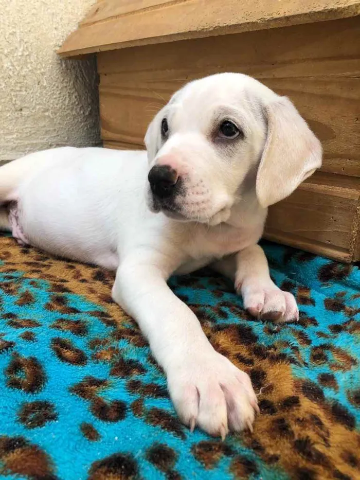 Cachorro raça SRD idade Abaixo de 2 meses nome Sem nome