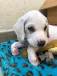 Cachorro raça SRD idade Abaixo de 2 meses nome Sem nome