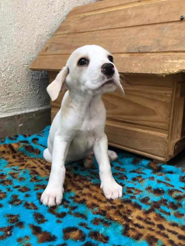 Cachorro raça SRD  idade Abaixo de 2 meses nome Sem Nome