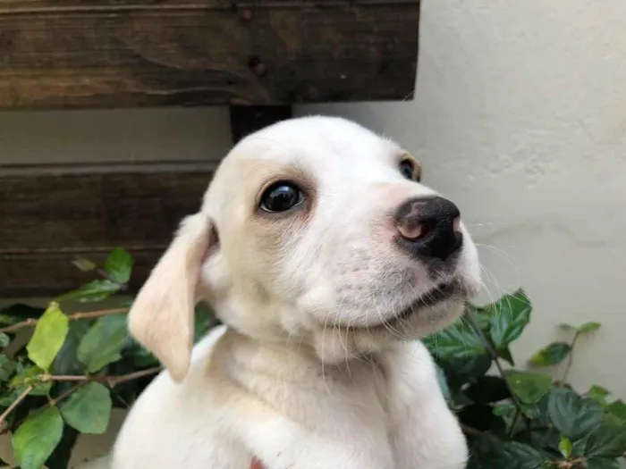 Cachorro raça SRD  idade Abaixo de 2 meses nome Sem Nome