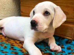 Cachorro raça SRD idade Abaixo de 2 meses nome Sem nome