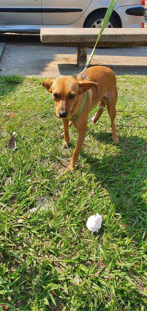 Cachorro ra a Srd idade 2 a 6 meses nome Zoe