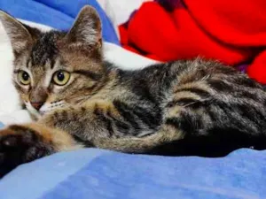 Gato raça SRD-ViraLata idade 2 a 6 meses nome Princesinhas