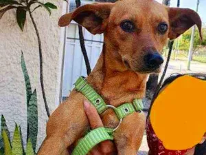 Cachorro raça Srd idade 2 a 6 meses nome Zoe