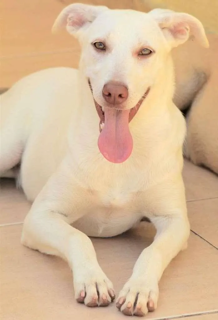 Cachorro raça  idade 7 a 11 meses nome KIARA