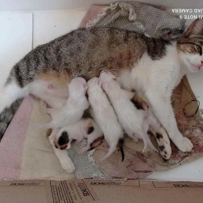 Gato raça Srd idade Abaixo de 2 meses nome Sem nome