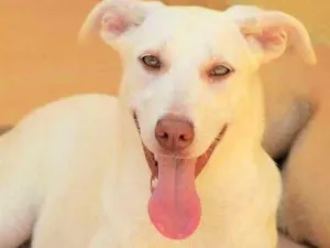 Cachorro raça  idade 7 a 11 meses nome KIARA