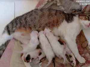 Gato raça Srd idade Abaixo de 2 meses nome Sem nome