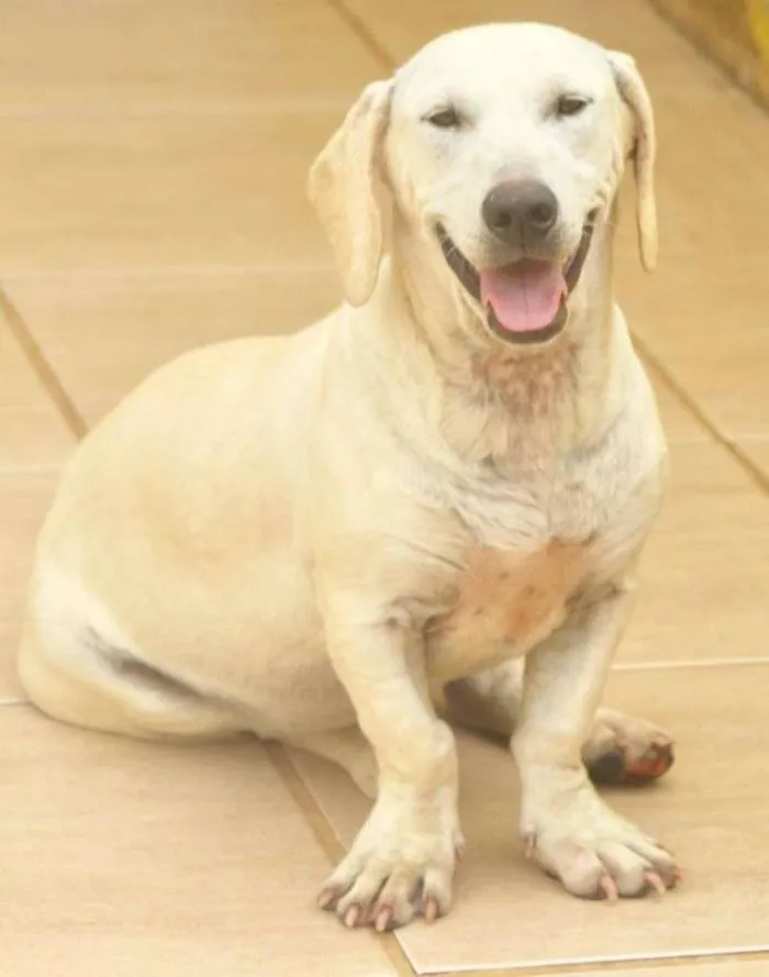 Cachorro raça  idade 1 ano nome NICOLE