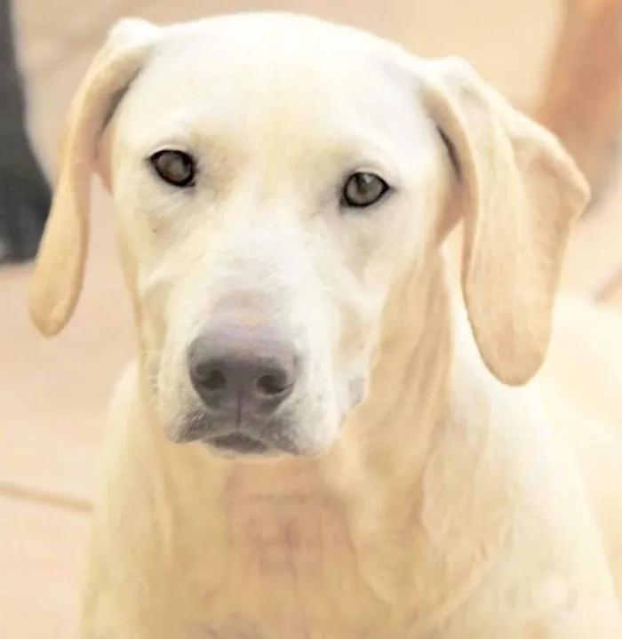 Cachorro raça  idade 1 ano nome NICOLE