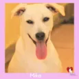Cachorro raça  idade 1 ano nome MIKA