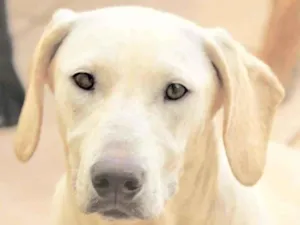 Cachorro raça  idade 1 ano nome NICOLE