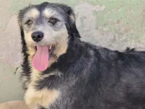 Cachorro raça  idade 5 anos nome MOLLY