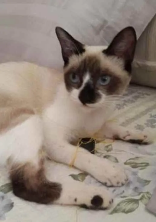 Gato ra a SRD idade 2 a 6 meses nome Sem nome