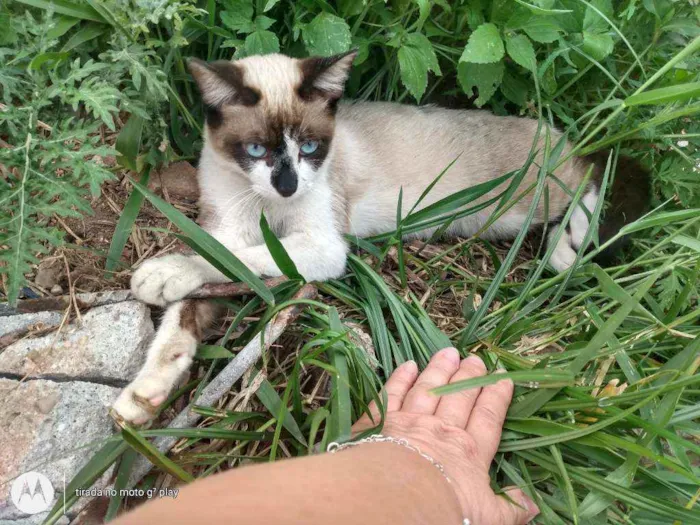 Gato ra a SRD idade 2 a 6 meses nome Sem nome