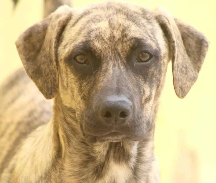 Cachorro raça  idade 1 ano nome MARVIN