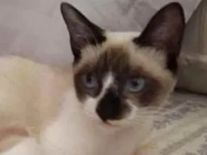 Gato raça SRD idade 2 a 6 meses nome Sem nome