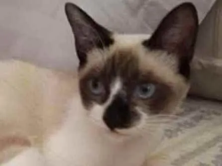 Gato ra a SRD idade 2 a 6 meses nome Sem nome