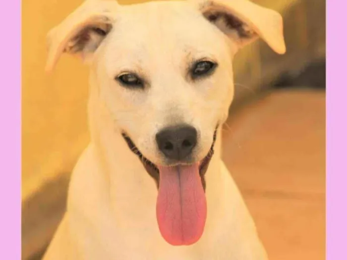 Cachorro raça  idade 1 ano nome MIKA