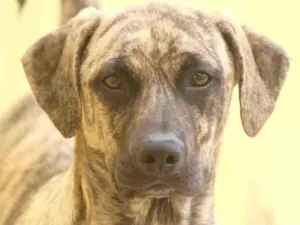 Cachorro raça  idade 1 ano nome MARVIN