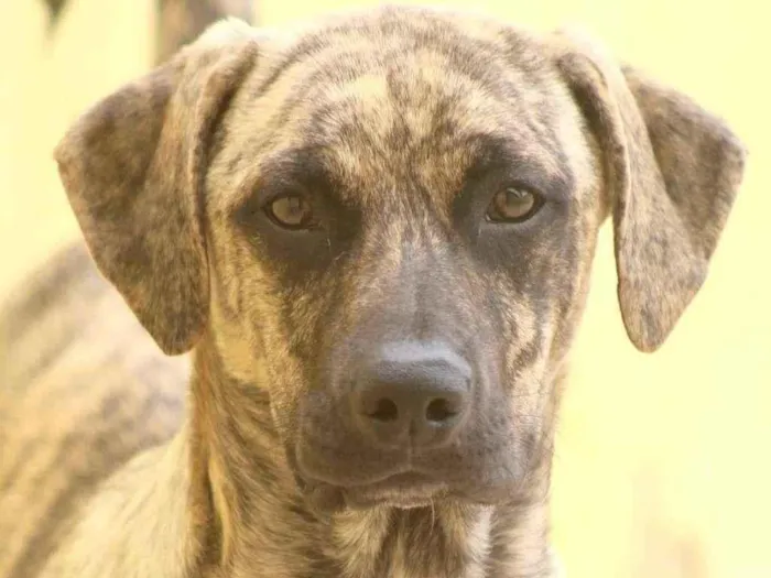 Cachorro raça  idade 1 ano nome MARVIN